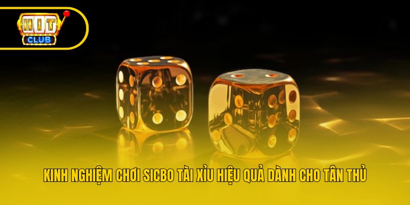 Kinh nghiệm chơi sicbo tài xỉu hiệu quả dành cho tân thủ